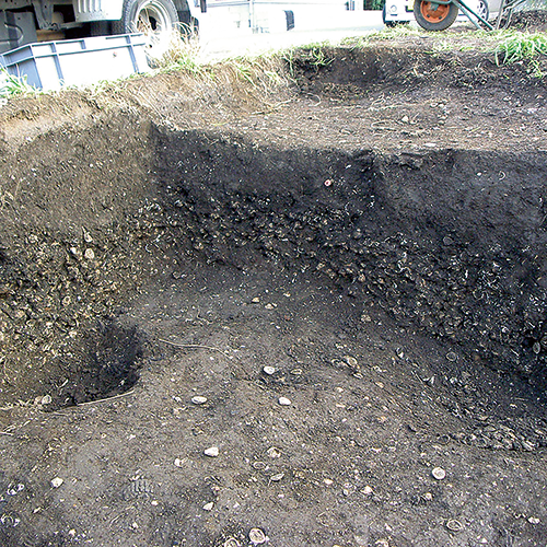 Shell midden in section