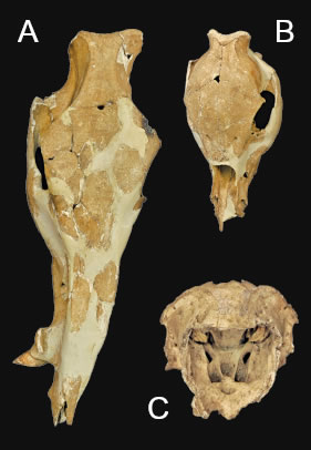 멧돼지(A・B)와 사슴(C)의 두개골