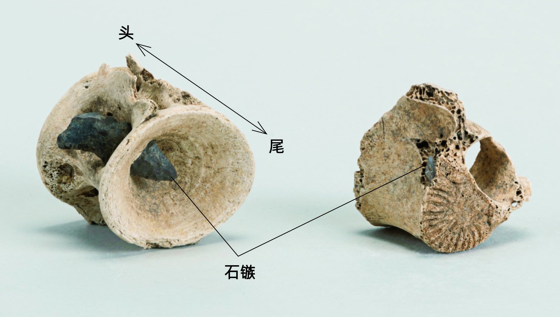 被石镞击穿的金枪鱼骨（左侧照片）和鹿的椎骨