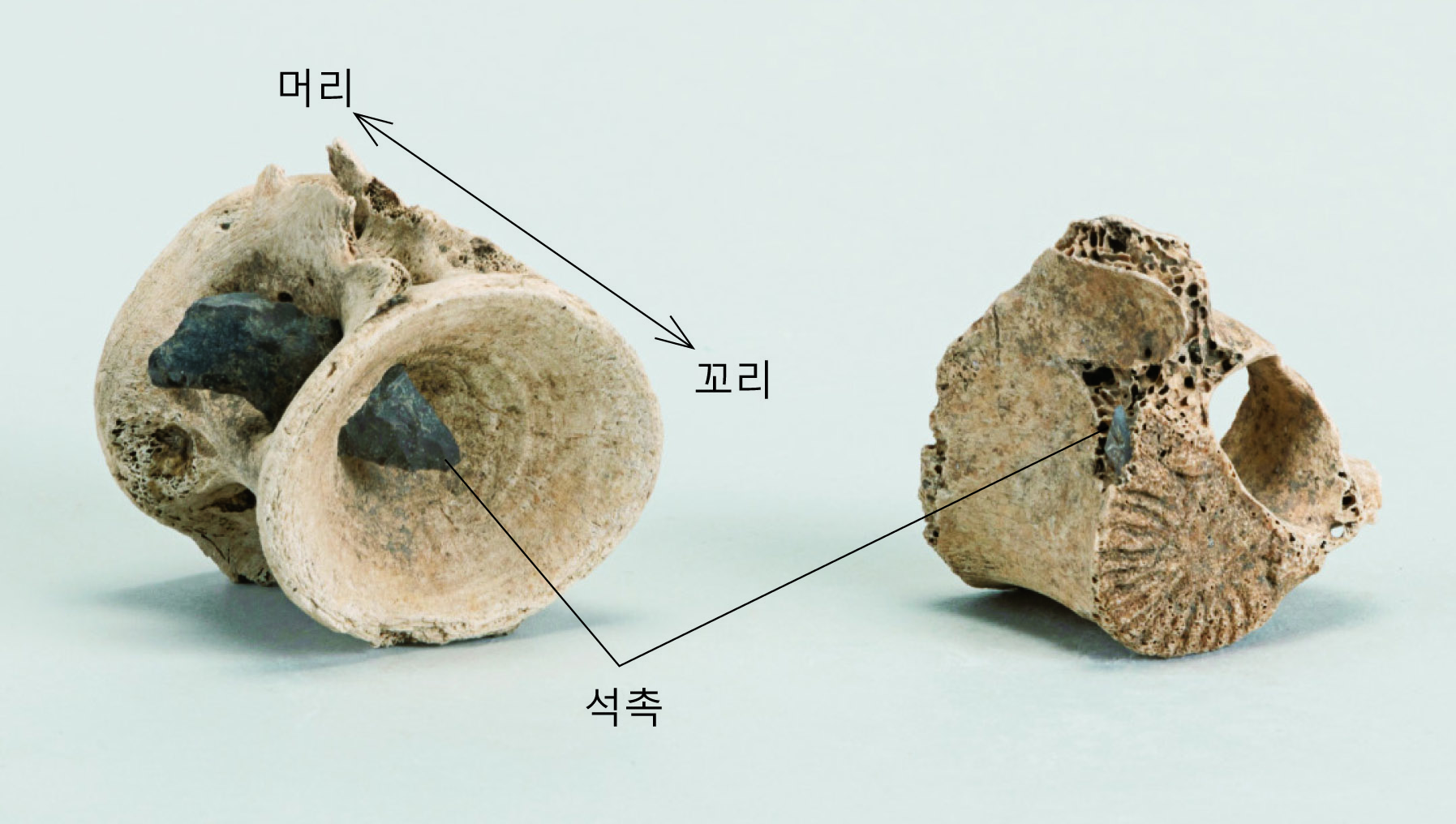 석촉이 박힌 다랑어(사진 좌)와 사슴의 등뼈